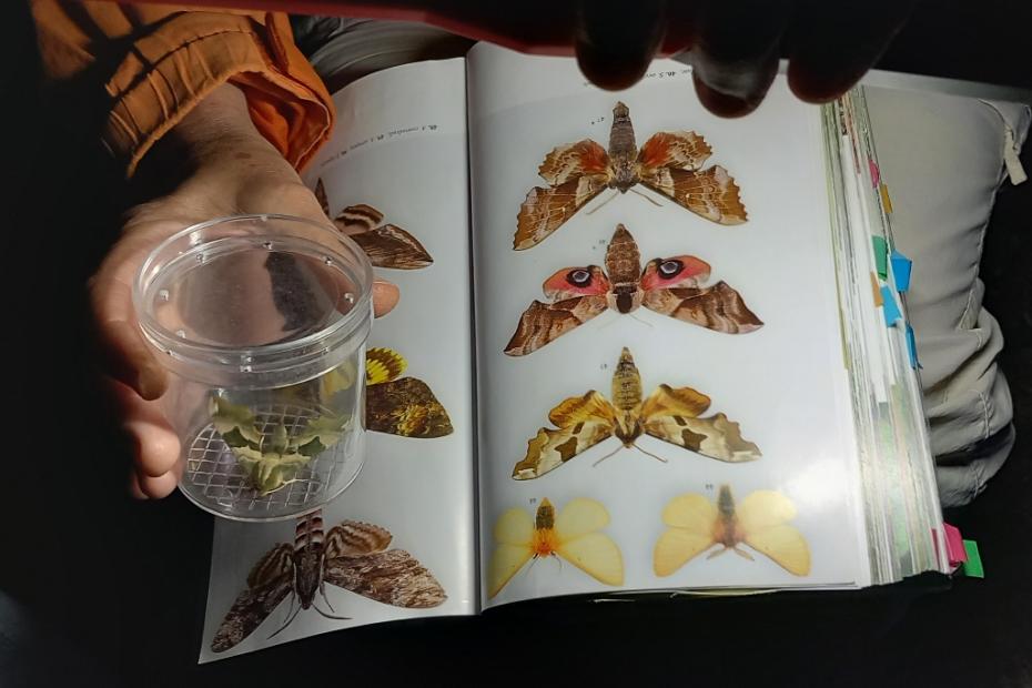Eine Hand hält eine Becherlupe mit einigen Nachtfaltern, darunter liegt ein aufgeschlagenes Bestimmungsbuch.