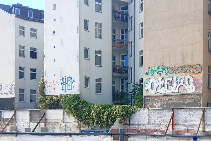 Eine von Knöterich bewachsene Mauer trennt ein Baugrundstück von einem Hinterhof-Areal, andere Pflanzen sind nicht zu sehen.