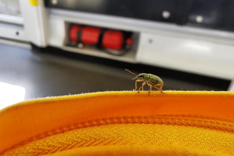 Auf einer orange-gelben Hutkrempe läuft ein grüner Rüsselkäfer, im Hintergrund ist verschwommen die Innenwand der Straßenbahn mit einem Feuerlöscher zu sehen.