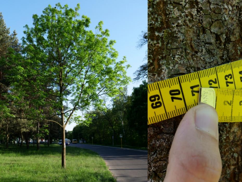 Ein Foto wo auf der linken Seite ein dünner Baum ist und auf der rechten ein Maßband, womit der Baum abgemessen wird.