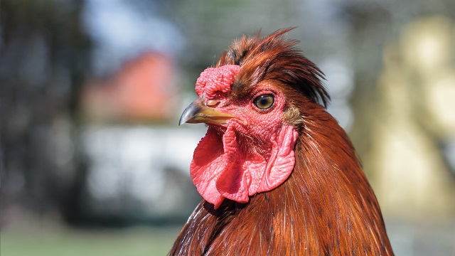 Ein Foto von einem Huhn mit braunen Gefieder.