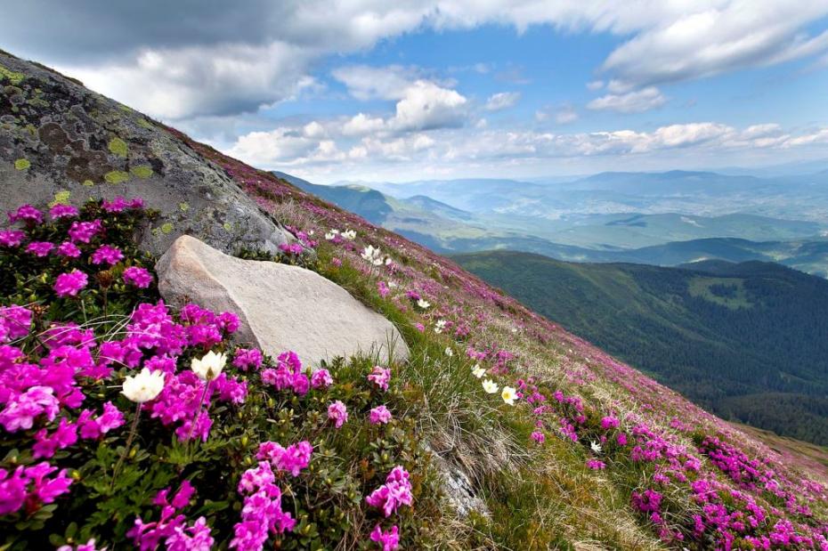 Ein Foto von einen Berghang auf den viele pinke Blumen zu sehen sind.