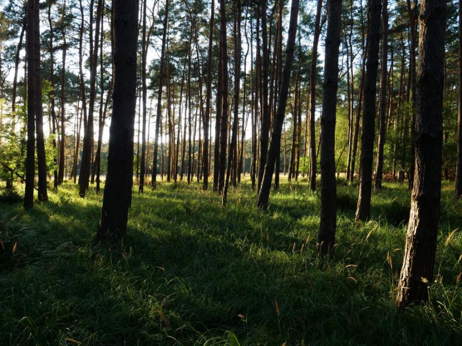 Ein Foto von den Spandauer Forst auf den die Sonne zwischen den Bäumen hindurchscheint.